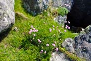 Thrift - Wildflowers at Mangersta 