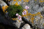 Thrift - Pink Hebrides Flowers