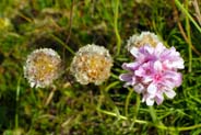 Thrift - Pink Hebrides Flowers