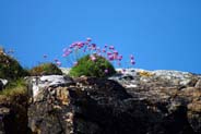 Pink Thrift  - Western Isles Flora