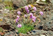 Thrift -  Hebridean Wildflowers - Western Isles Flora
