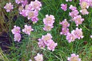 Thrift Flowers - Pink Hebrides Flowers