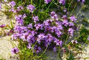 Wildflowers - Wild Thyme - Hebrides Flowers