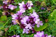 Wild Thyme -Thymus drucei Wildflowers - Western Isles