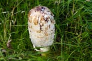 Isle of Lewis Photographs - Toadstool - Western Isles