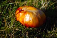  Western Isles Toadstool Photo - Harris
