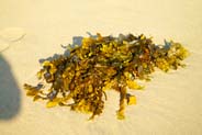 Seaweed - Isle of Lewis