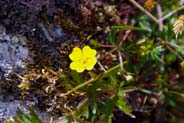 Wildflowers - Tormentil - Hebrides Flowers