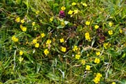 Tormentil - Western Isles Flora
