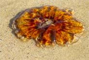 Photo of Jellyfish on Tolsta Beach Western Isles