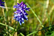Tufted Vetch Wildflowers -   Hebridean Wildflowers - Western Isles Flora