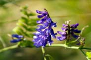 Tufted Vetch - Hebrides Flowers