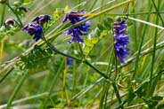 Tufted Vetch - Western Isles Flora