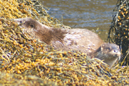 Two Otters  at Flodabay May 2010 - Isle of Harris 