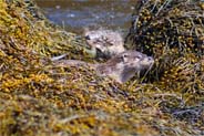 Otters - Isle of Harris