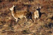 Red Deer  -  Wildlife Sightings