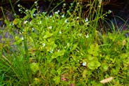 Water Forget Me Nots flowers - Western Isles Flora