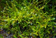 Water Forget Me Nots - Hebrides