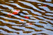 Water Lilies - Bronze Leaves - White Hebrides Flowers