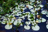 Water Lilies - Hebrides Flowers