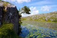 Water Lilies -  Flowers -  Hebridean Wildflowers - Western Isles Flora