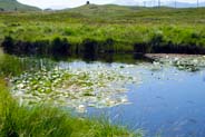 Western Isles Photos - Balallan - Water Lilies