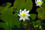 Water Lily - White Hebrides Flowers