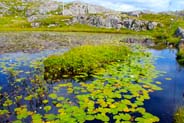 Water Lilies - Hebrides Flowers