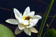 Water Lily - Western Isles Flora