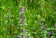 Water Mint - Purple Mauve Hebrides Flowers
