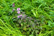 Water Mint- Western Isles Flora