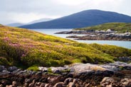 Hebrides Wild Flowers - Heather Hills - Isle of Lewis 