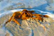 Seaweed  - Hebrides Photos