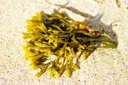 Western Isles Kelp - Seaweed