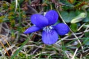 Violets - Common Dog Wildflowers -   Hebridean Wildflowers - Western Isles Flora
