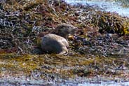 Otter -  Isle of Harris