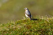 Wheatear -  Isle of Lewis