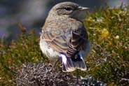 A Wheatear -  Hebridean Bird Photos