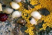 Whelks and Eggs - Hebrides - Isle of Lewis