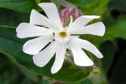 White Campion -  Hebrides Flowers