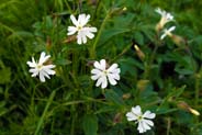 White Campion -  White Hebridean Wildflowers - Western Isles Flora