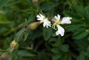 White Campion - Western Isles Flora