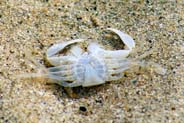 White Crab - Hebrides - Isle of Lewis
