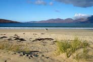Luskentyre Beach  - a White Horse - Isle of Harris - Western Isles