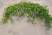 Sea -  Pink  or White - Hebridean Wildflowers - Western Isles Flora