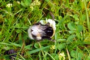 White tailed Bumblebee - Isle of Lewis  - Western Isles