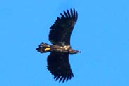 White Tailed Eagle - Isle of Lewis - Hebrides Bird Sightings Photographs