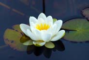 Water Lily - White Hebrides Flowers