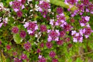 Thyme - Hebridean Wildflowers - Western Isles Flora