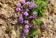 Wild Thyme -  Hebridean Wildflowers - Western Isles Flora